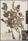 Foto von Salix cinerea L.